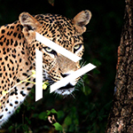 Leopard-v-narodnim-parku-yala-web